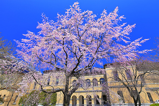 京都府庁　桜
