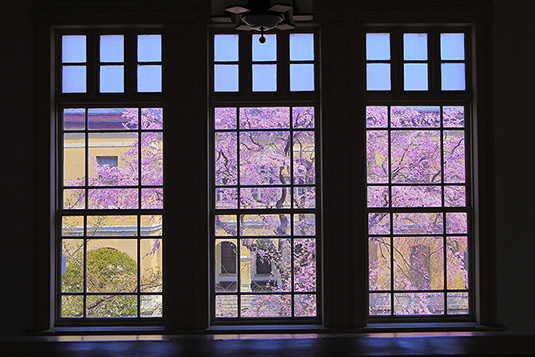 京都府庁旧本館　桜　画像