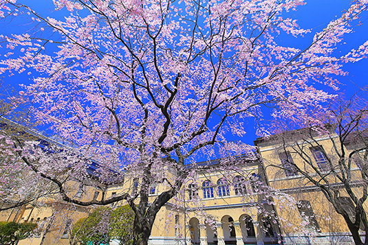 京都府庁　桜　高画質画像