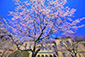 京都府庁旧本館　桜　高画質写真