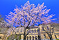 京都府庁旧本館　桜　高画質画像