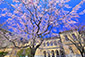京都府庁　桜　画像