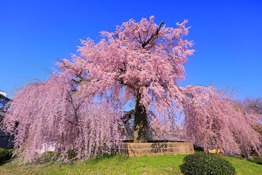 【舞妓円山花見夜桜】小松華影 711 円山公園垂れ桜　京都　掛け軸