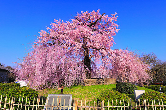 円山公園　桜　画像