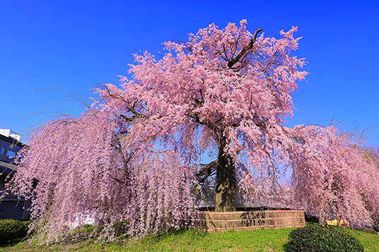 京都　円山公園　しだれ桜