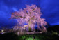 円山公園　夜桜　見頃　ライトアップ