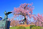 京都　円山公園　祇園しだれ桜