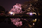 京都　円山公園　祇園枝垂桜　夜桜　ライトアップ