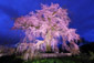 京都　円山公園　桜　ライトアップ