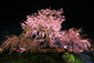 円山公園　祇園　桜