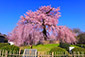 円山公園　桜　写真