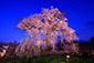 円山公園　夜桜　かがり火　京都