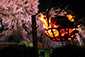 円山公園　かがり火　夜桜