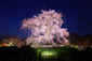 京都　円山公園　夜桜