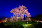 京都　円山公園　夜桜　ライトアップ