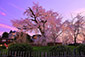円山公園　夜桜