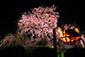 京都　円山公園　桜　かがり火