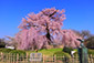 円山公園　桜　高画質写真