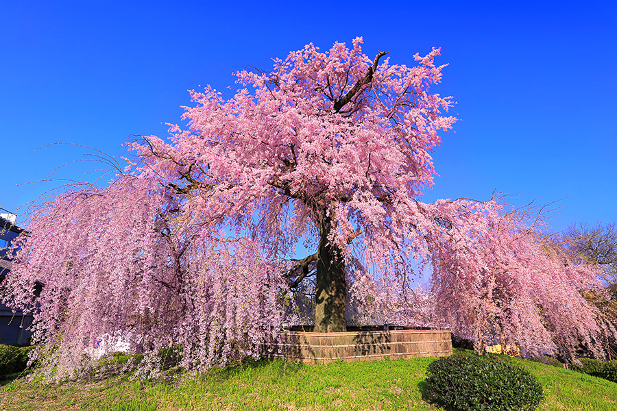 円山公園 桜