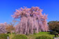 京都　円山公園　桜　画像