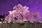 円山公園　桜　ライトアップ