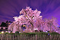 円山公園　夜桜　ライトアップ