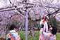 京都　着物　桜旅行