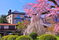 円山公園　長楽館と桜