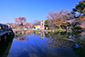 円山公園　ひょうたん池　桜　リフレクション