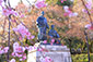 円山公園　桜と龍馬像
