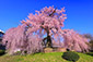 円山公園　桜　高画質　画像