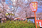 京都　円山公園　花見スペース
