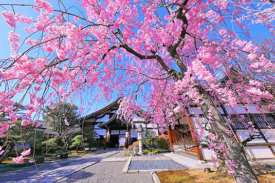 妙顕寺　桜　写真