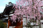 妙顕寺　桜　画像