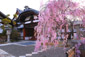 妙顕寺　桜