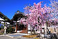 妙顕寺　桜　旅行