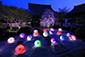 妙顕寺　桜　ライトアップ　高解像度画像