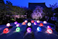 妙顕寺　桜　ライトアップ　高画質写真