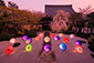 妙顕寺　桜ライトアップ　龍華飛翔の庭