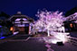 京都　妙顕寺の桜ライトアップ