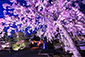妙顕寺の桜ライトアップ