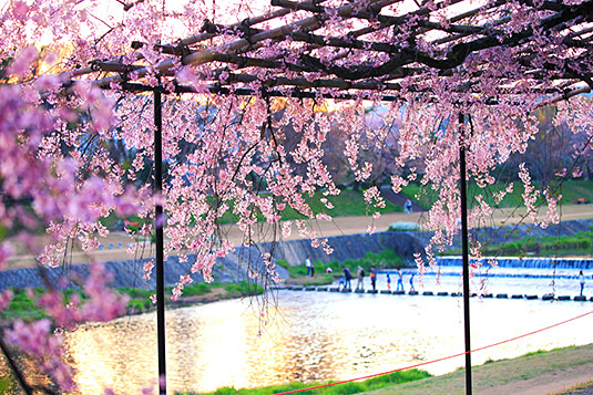 半木の道　桜写真