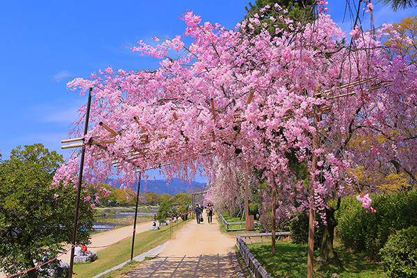 半木の道　桜　京都