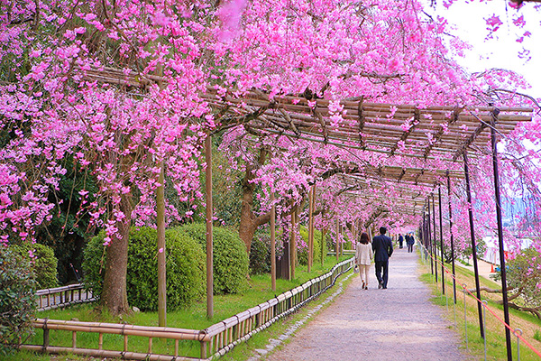 半木の道　桜　高画質画像