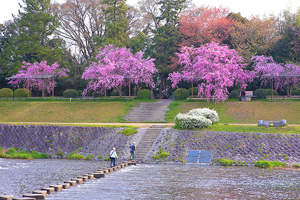 半木の道　桜　花見