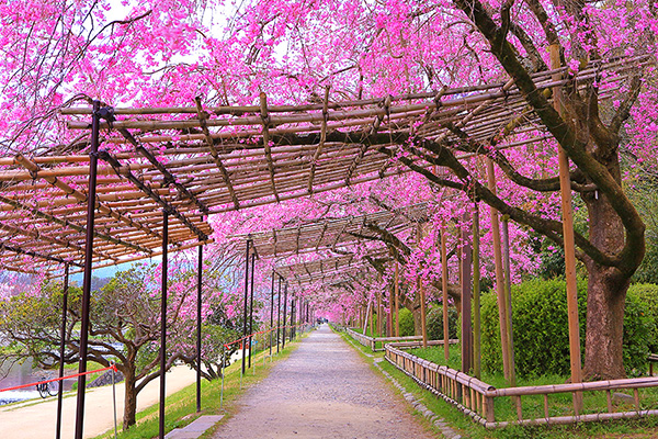 半木の道　桜　写真