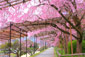 半木の道　桜　高画質　写真