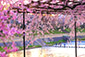 京都　半木の道　桜
