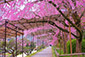 半木の道　桜　高画質画像　