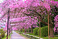 半木の道　桜画像